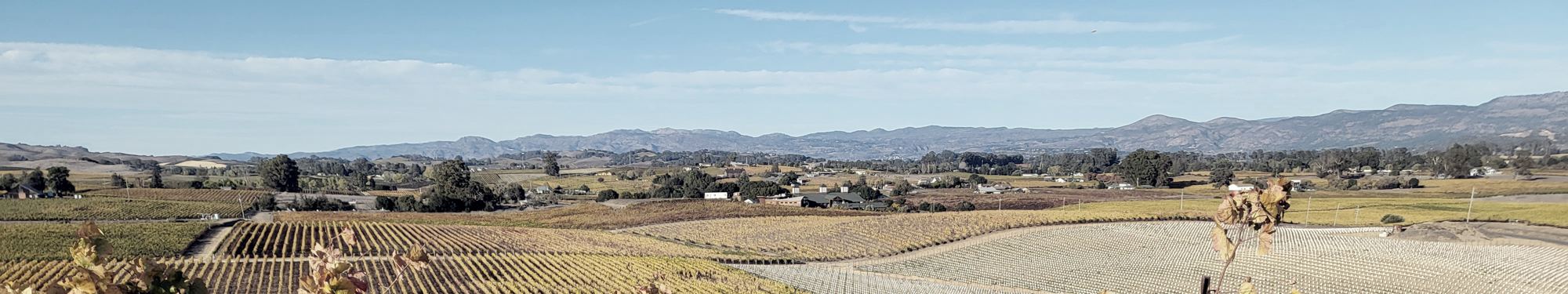 Napa vineyards looking toward the Mayacamas